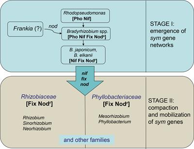 Microevolution, speciation and macroevolution in rhizobia: Genomic mechanisms and selective patterns